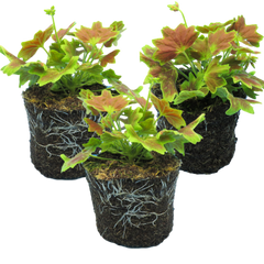 Geranium Pelgardini Lotusland | 3 or 6 1L Pots