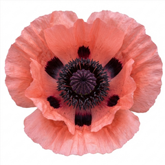 Papaver Orientale Victoria Louise Hardy Perennial Poppy Plants, Outdoor Garden Ready, 1 Litre Root-Ball