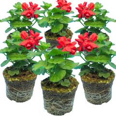 Set of 3 or 6 Large Plants Geranium Calliope Landscape Fire, Ready To Plant In Your Garden