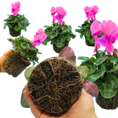 Cyclamen Flame Deep Rose | 3 or 6 1L Pots