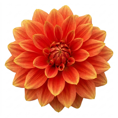 1 Dahlia Fun Pomegranate Live Plant, Outdoor Summer Flowering Garden Ready, 3 Litre Root-Ball
