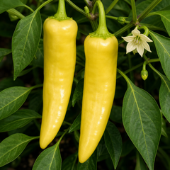 1 Hungarian Hot Wax Chilli Pepper Plant, Outdoor Garden Ready, Grow Your Own Chilli, 2Ltr Root Ball