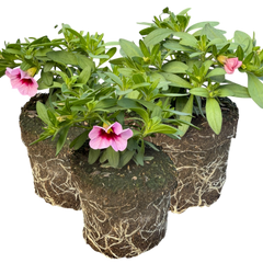 Calibrachoa Cabaret Early Light Pink Eye | 3 or 6 1L Pots