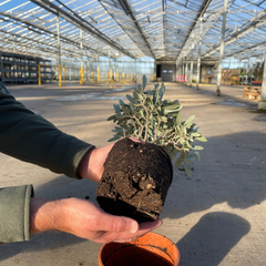 Mini Olive Bush | 2L Pot