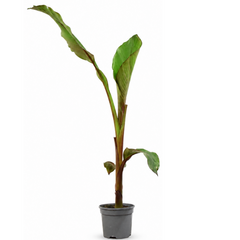 Banana Tree 3L (100–120 cm Tall) in Nursery Pot