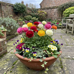 Ranunculus Growers Colour Mix Plants, Persian Buttercup, Spring Flowering, Outdoor Garden Ready, 1 Litre Root-Ball