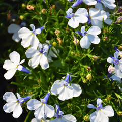Lobelia Springs White | 3 or 6 1L Pots