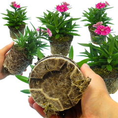 Dianthus White Flame | 3 or 6 Plants