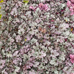 Heuchera Huckleberry | 2L Pot