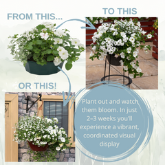 7 Colour Coordinated Plants - Effortless Chic Theme Speedplanter, Garden Ready