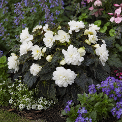 1 Large Plant - Begonia Non Stop Mocca White, Outdoor Garden Ready, 5L Pot