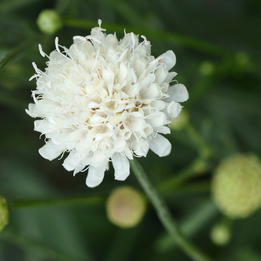 Scabious Kudo White | 2L Pot