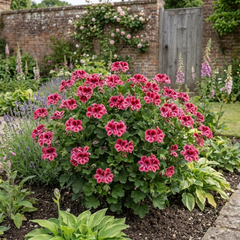 1 Geranium Calliope Rose Splash Plant, Premium Summer Bedding, Garden Ready, 5 Litre Root Ball