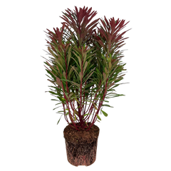 Euphorbia Miners Merlot | 3L Pots