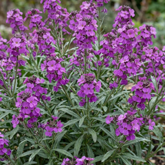 Erysimum Bowles Mauve Evergreen Hardy Perennial Wallflower Plants, Outdoor Garden Ready, 1 Litre / 11cm Root-Ball