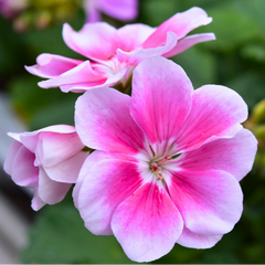 Geranium Toscana Linus | 3 or 6 1L Pots