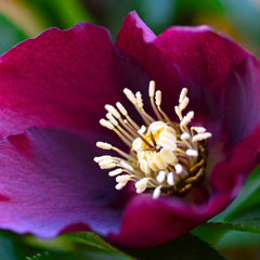 Hellebore Frostkiss Anna's Red