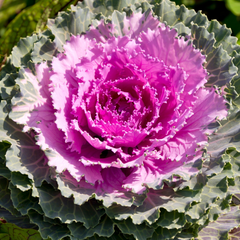 Ornamental Cabbage Rose | 3 or 6 1L Pots