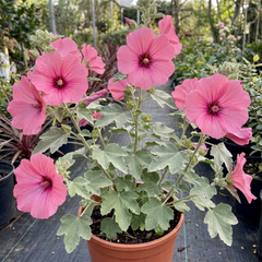 Lavatera Bredon Springs Tree Mallow, Hardy Pink Flowering Perennial Garden Shrub, 2L Root Ball