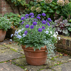 Scabious Blue Note Hardy Perennial Plants, Bee Friendly Pincushion Flower, Litre Root Ball