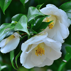 Camellia White | 3L Pot