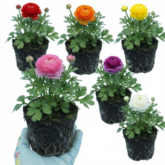 Ranunculus Growers Colour Mix Plants, Persian Buttercup, Spring Flowering, Outdoor Garden Ready, 1 Litre Root-Ball