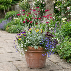 Set of 3 or 6 Lychnis Atrosanguinea ‘Rose Campion’ Hardy Cottage Garden Perennial Plants, Summer Flowering, Outdoor Garden Ready, 1 Litre Root-Ball