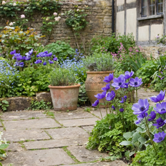 Anemone ‘Harmony Blue’, Ready to Plant in Your Garden
