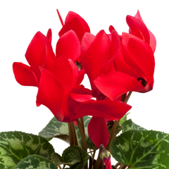 Cyclamen Red | 3 or 6 1L Pots