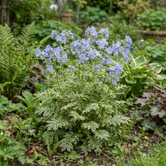 1 Polemonium Touch of Class Jacobs Ladder Plant, Hardy Variegated Cottage Garden Perennial, 3L Root Ball