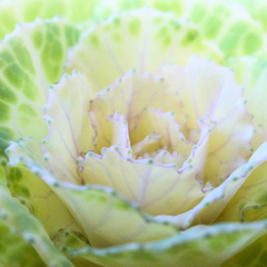 Ornamental Cabbage White | 3 or 6 1L Pots