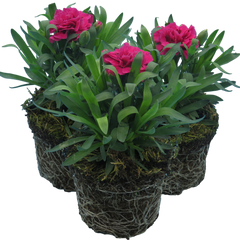 Carnation Oscar | 3 or 6 1L Pots