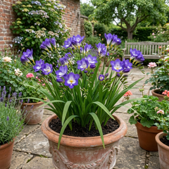 1 Freesia Delta River Hardy Perennial Plant, Fragrant Scented Summer Flowers, Garden Ready, 2L Root Ball