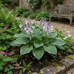 Francee Plantain Lily, Ready to Plant in Your Garden, 1L