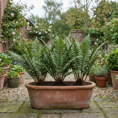 3 Large Plants - Scaly Male Fern Dryopteris Cristata, Outdoor Garden Ready, 1L