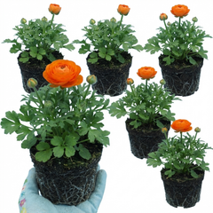 Set of 3 or 6 Ranunculus Vortex Orange Persian Buttercup Plants, Hardy Perennial, Spring & Autumn Flowering, Outdoor Garden Ready, 1 Litre Root-Ball