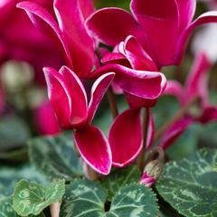 Cyclamen Flame Deep Rose | 3 or 6 1L Pots