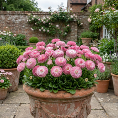Bellis Habanera Rose Pink Double Daisy Plant, Hardy Perennial Spring Bedding, 2Ltr Root Ball