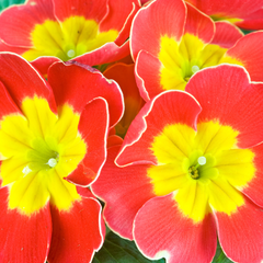 Primrose Red | 3 or 6 1L Pots