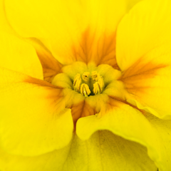 Primrose Yellow | 3 or 6 1L Pots