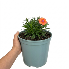 1 Dianthus Tequila Sunrise Plant, Fragrant Summer Flowering Perennial, Hardy Garden Ready, 5L Root Ball