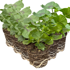 Geranium Sunflair Joscina Hot Pink | 3 or 6 1L Pots