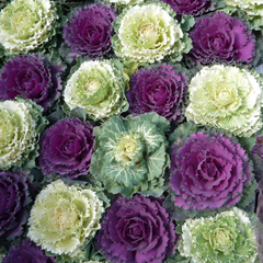 Ornamental Cabbage Growers selection | 3 or 6 1L Pots