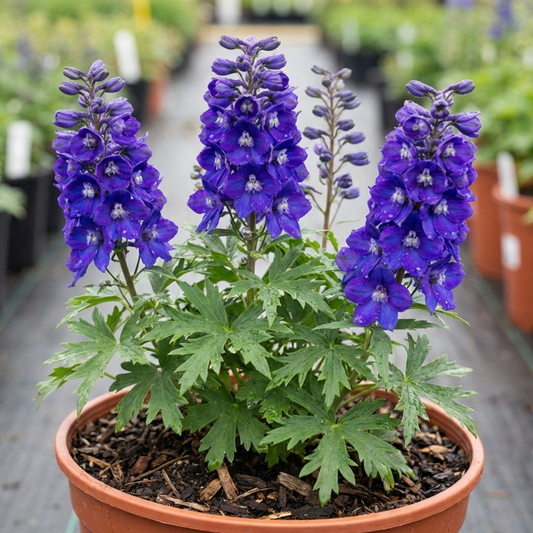 1 Delphinium Pixie Neptune Rocket, Hardy Perennial Flowering Plant, Garden Ready, 3 Litre Root Ball