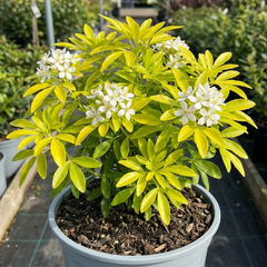 Choisya Aztec Gold Plant, Hardy Evergreen Mexican Orange Blossom Shrub, Litre Root Ball