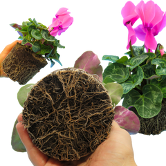 Cyclamen Flame Deep Rose | 3 or 6 1L Pots