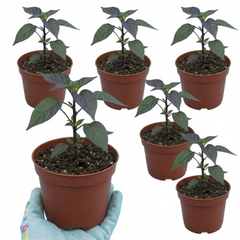 Set of 3 or 6 Large Plants - Grow Your Own Chilli Pepper Atomic, Garden Ready