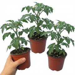 Patio Tomato Jo & Grace Plants, Live Tomato Seedlings, Outdoor Garden Ready, 1L Root Ball