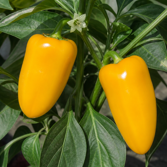 1 Yellow Sweet Pepper Plant, 2 Litre Root Ball, Astor Conical Variety, Garden Ready, Grow Your Own Veg