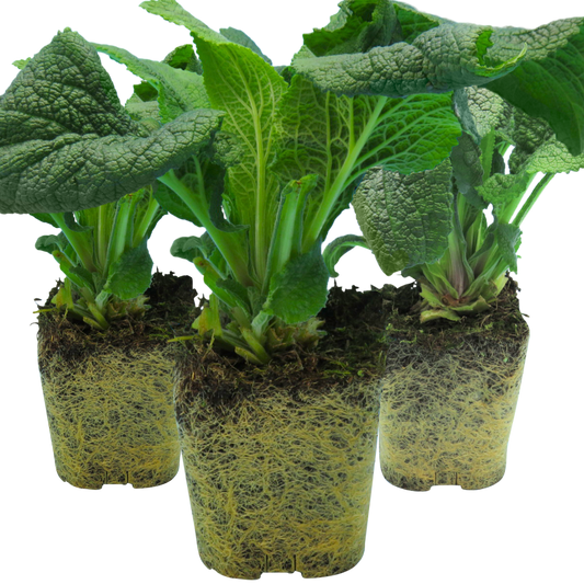 Foxglove White, Ready to Plant in Your Garden, 1L Rootballs